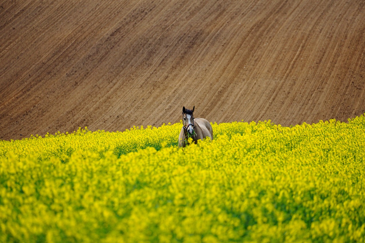 Pferd beim Ausritt